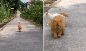一直線に駆けてくる猫。撮影者さんの懐にダイブしてくれる勢いでしたが、萎えて足を止めるほどの横やりを入れられてしまいました・・