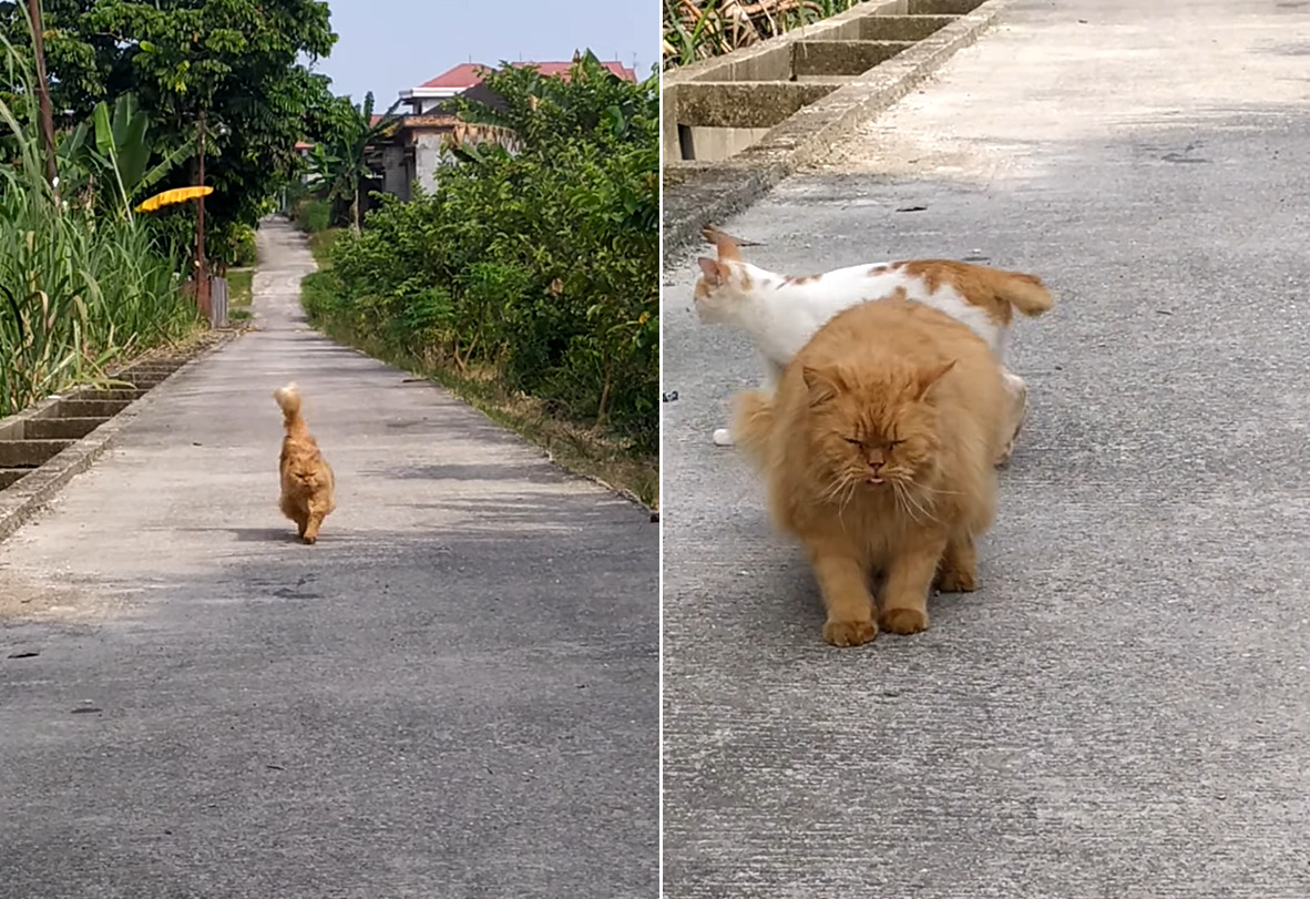 一直線に駆けてくる猫。撮影者さんの懐にダイブしてくれる勢いでしたが、萎えて足を止めるほどの横やりを入れられてしまいました・・