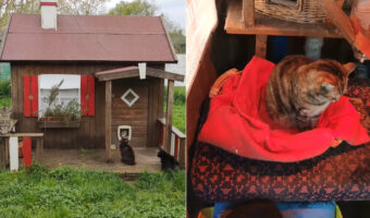 猫の保護施設に設けられたかわいい小屋。その中では猫たちがのんびり平和な時間を過ごしていました