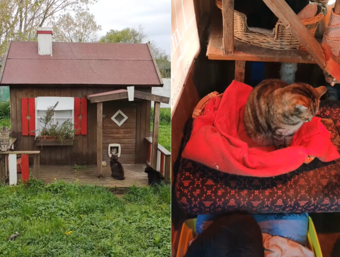 猫の保護施設に設けられたかわいい小屋。その中では猫たちがのんびり平和な時間を過ごしていました