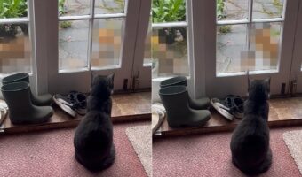 窓辺から中庭を眺める猫。そこに、赤ちゃんを連れた『ある動物』の家族がやってきましたよ！！