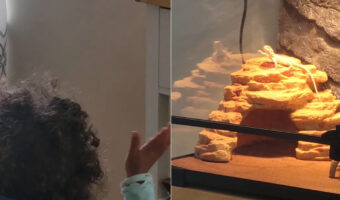 水槽にいるトカゲに手を振ってみた結果・・、なんとワンテンポ遅れながらも手を振り返してくれました!