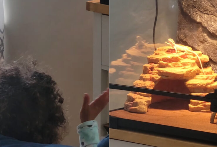 水槽にいるトカゲに手を振ってみた結果・・、なんとワンテンポ遅れながらも手を振り返してくれました！