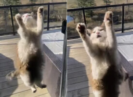 一見宙に浮かんでいるようにも見える猫。困ったような鳴き声もあげますが・・、どうやら網戸に爪が引っかかってどうにもならないみたい