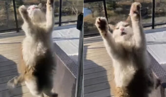 一見宙に浮かんでいるようにも見える猫。困ったような鳴き声もあげますが・・、どうやら網戸に爪が引っかかってどうにもならないみたい