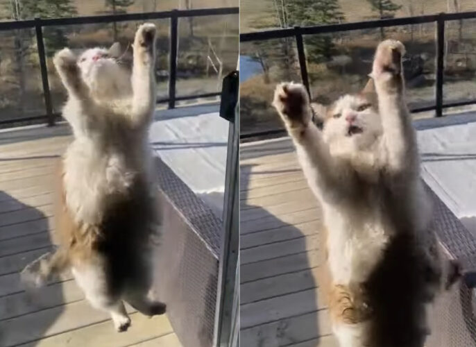 一見宙に浮かんでいるようにも見える猫。困ったような鳴き声もあげますが・・、どうやら網戸に爪が引っかかってどうにもならないみたい