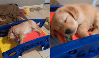 元気に楽しく遊び回った証だね!子犬はステップ台のオモチャの上で、すっかりおねむになってしまいました!!【アメリカ・動画】