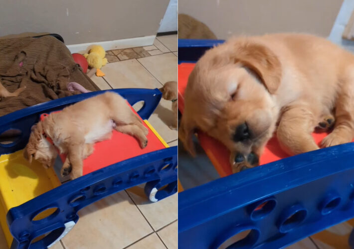 元気に楽しく遊び回った証だね！子犬はステップ台のオモチャの上で、すっかりおねむになってしまいました！！【アメリカ・動画】