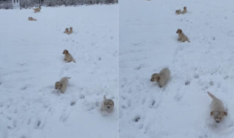 雪の中も元気に動き回るゴールデンレトリバーの子犬たち。深さがあるのか、子犬たちはみんなぴょんぴょん跳ねて移動しています!!