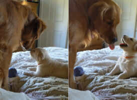 父娘の姿が尊い！ハチに刺された子犬を気遣うパパ。娘ちゃんもパパに甘えているようです