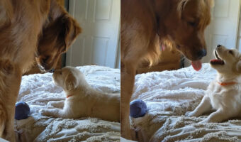 父娘の姿が尊い!ハチに刺された子犬を気遣うパパ。娘ちゃんもパパに甘えているようです