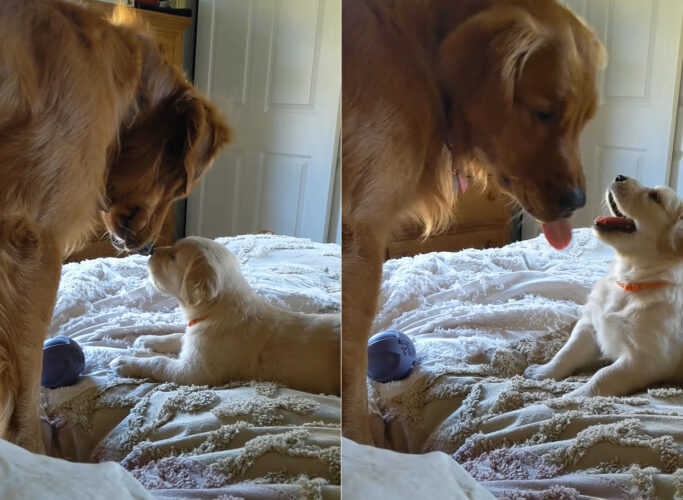 父娘の姿が尊い！ハチに刺された子犬を気遣うパパ。娘ちゃんもパパに甘えているようです