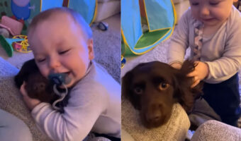 愛犬が大好きでずっと抱っこして離れない赤ちゃん。小柄なお姉ちゃんはされるがまま、赤ちゃんのしたいようにさせているみたい【海外・動画】