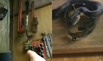 壁にかけてある工具が全部あるかチェック!レンチにソケット、それからバールにヘビ・・ってヘビ?!?!?!