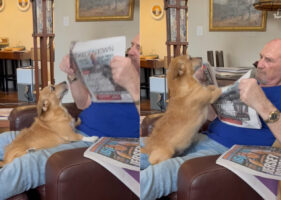 新聞を読みたいパパさんVSかまって欲しい愛犬。必死な愛犬の姿にパパさんがかまってあげないわけがありませんでした！！