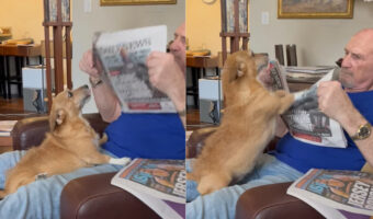 新聞を読みたいパパさんVSかまって欲しい愛犬。必死な愛犬の姿にパパさんがかまってあげないわけがありませんでした!!