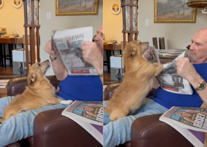 新聞を読みたいパパさんVSかまって欲しい愛犬。必死な愛犬の姿にパパさんがかまってあげないわけがありませんでした！！