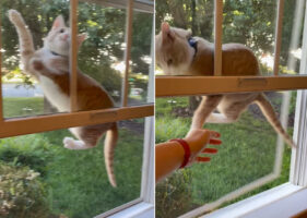 一瞬遅かった！網戸にのぼり遊ぶ子猫。危ないからと手を伸ばしたその瞬間・・！！【アメリカ・動画】