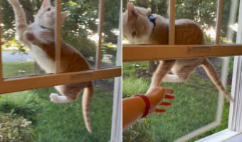 一瞬遅かった！網戸にのぼり遊ぶ子猫。危ないからと手を伸ばしたその瞬間・・！！【アメリカ・動画】