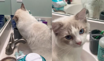 洗面所でモゾモゾ。愛猫が何をしているのかと見てみると・・【アメリカ・動画】