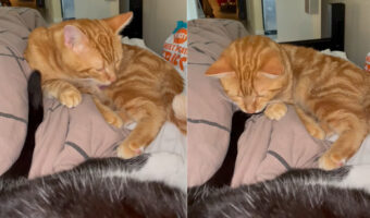 毛づくろいをしていたら目の前にぴょこぴょこ動くしっぽが・・。さっそく猫はしっぽをオモチャにしますが、そのしっぽは君のものではないよ！！