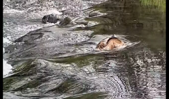 川を”どんぶらこどんぶらこ”と下ってくるのは大きな桃ではありません！あれは亀？？【アメリカ・動画】