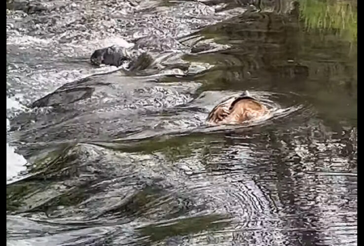 川を”どんぶらこどんぶらこ”と下ってくるのは大きな桃ではありません！あれは亀？？【アメリカ・動画】