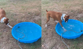 プールに水を貯めるホースが気になる犬。プールを右に左に移動するその姿を前に、じっとしていられない!!【アメリカ・動画】
