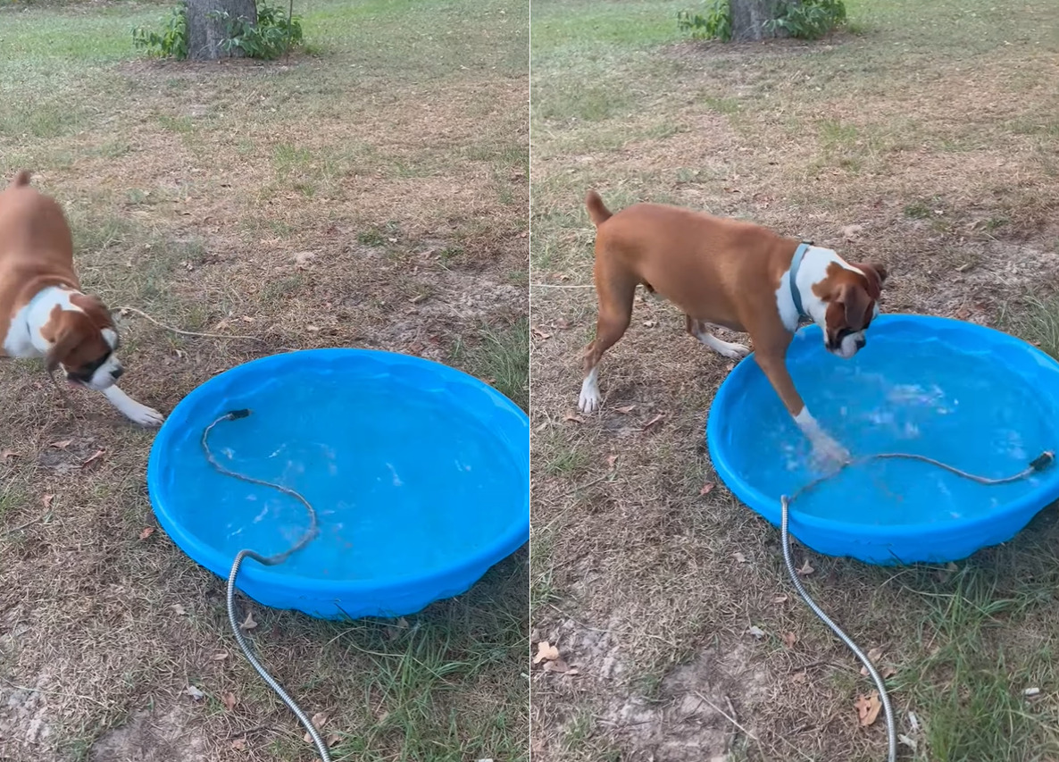 プールに水を貯めるホースが気になる犬。プールを右に左に移動するその姿を前に、じっとしていられない！！【アメリカ・動画】