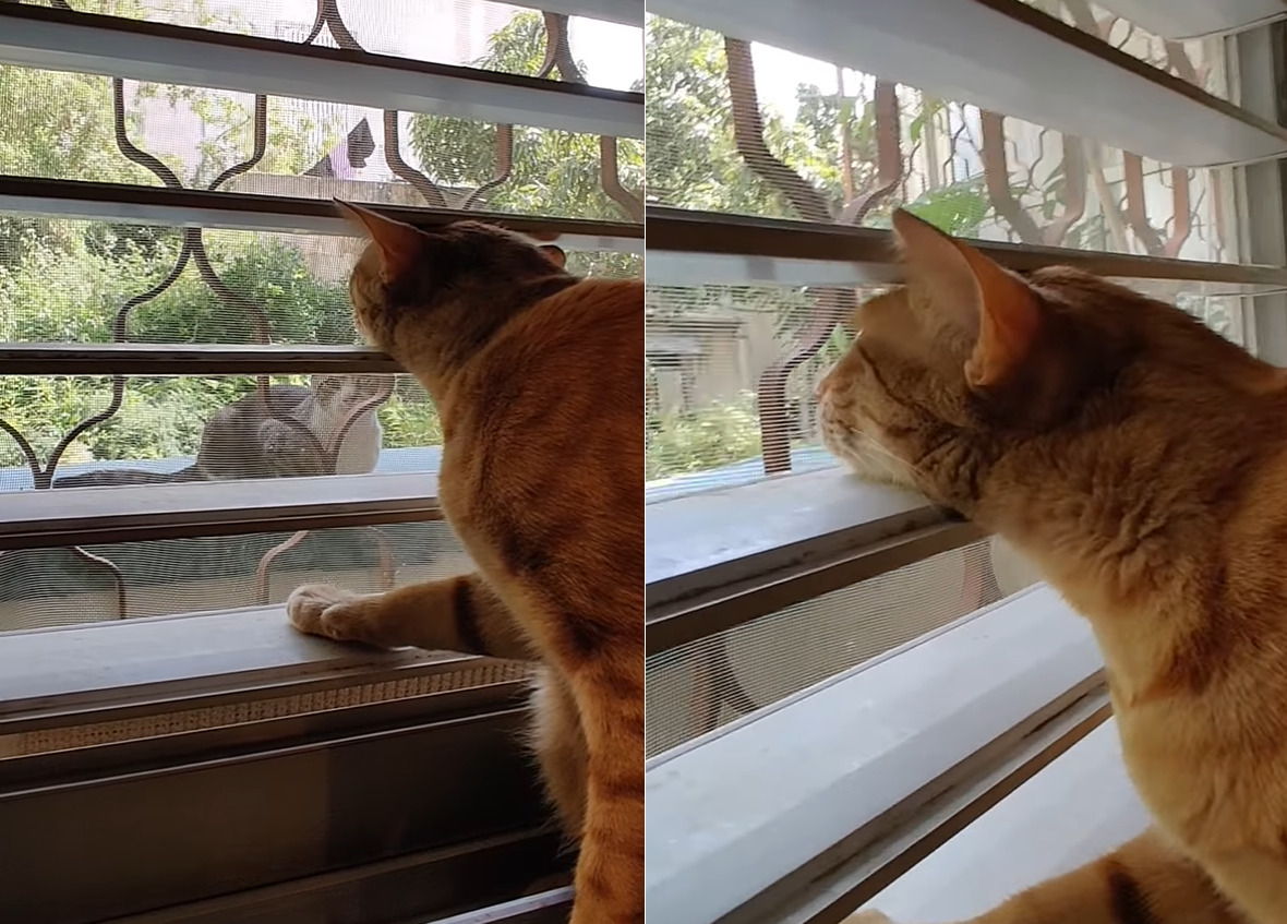 表にやってきた猫を窓越しに見つめる猫。ブラインドの間に頭を差し込んでいる姿がなんとも愛らしい!!