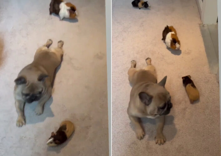 自分を犬だと思っていない？ブルドッグのその動きが一緒に暮らす「モルモット」と同じ！？