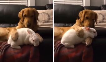 子犬がウサギを寝かしつけようとしている?おててを枕にしてあげた子犬が、ウサギの背中を優しくさすっています