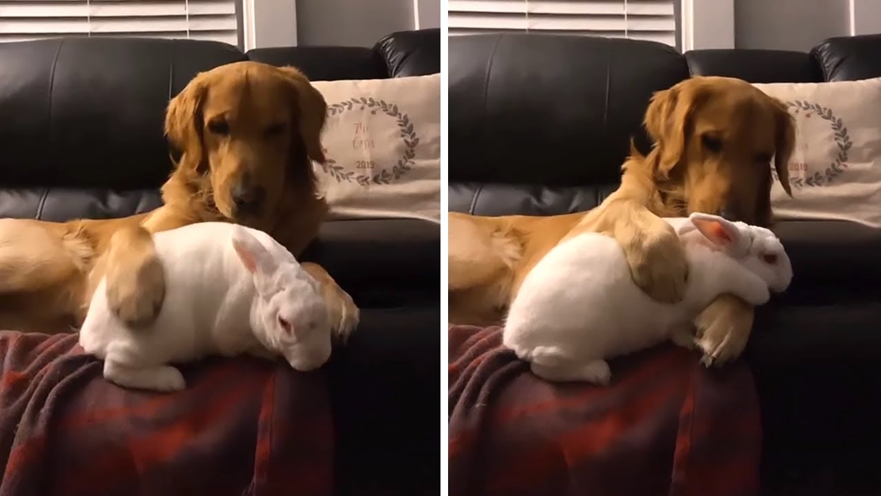 子犬がウサギを寝かしつけようとしている?おててを枕にしてあげた子犬が、ウサギの背中を優しくさすっています