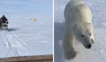 スノーモービルの行く手にはホッキョクグマの姿が！隣を通り過ぎようとしたその時、ホッキョクグマは・・！！【海外・動画】