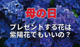 カーネーションを贈るのが定番の「母の日」。『紫陽花』をプレゼントしても大丈夫？？