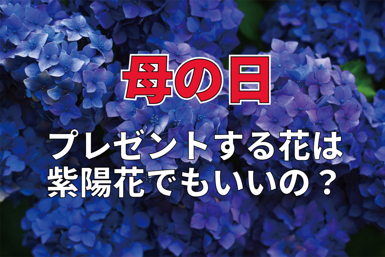 カーネーションを贈るのが定番の「母の日」。『紫陽花』をプレゼントしても大丈夫？？