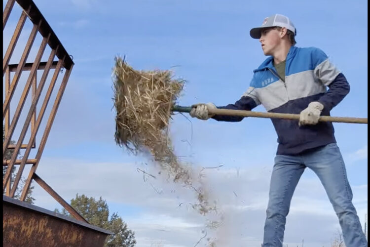 牧草を飼葉桶に入れて、ウシにごはんをあげようとしたところ・・。この日は風が強かったのもあり、まさかの事態に！！【海外・動画】