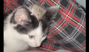 ネズミを猫の頭の上に乗せてみたら・・。気に入ったのか、ネズミはウツラウツラと寝はじめました!!