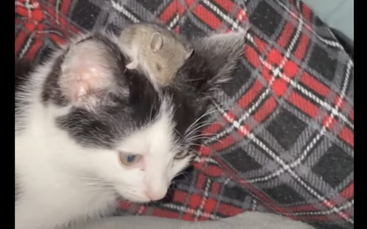 ネズミを猫の頭の上に乗せてみたら・・。気に入ったのか、ネズミはウツラウツラと寝はじめました！！