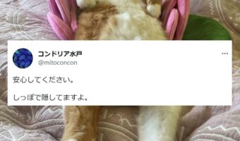 とにかく明るい安村さんのギャグを炸裂させた猫が話題に！「隠し方が絶妙すぎます」「アングルが最高です」