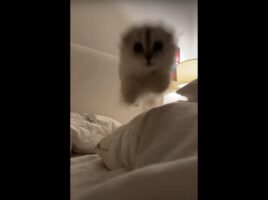 そのジャンプかわいすぎる！布団に潜んでいた子猫が、突如カメラめがけて飛びかかってきた！！