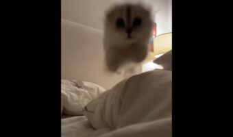 そのジャンプかわいすぎる！布団に潜んでいた子猫が、突如カメラめがけて飛びかかってきた！！