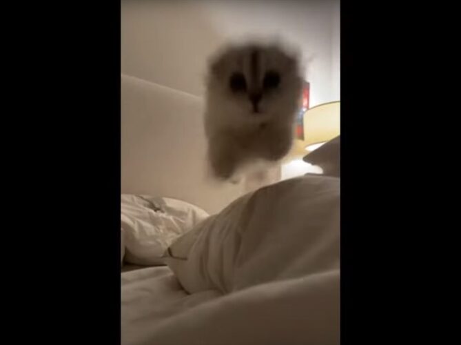そのジャンプかわいすぎる！布団に潜んでいた子猫が、突如カメラめがけて飛びかかってきた！！