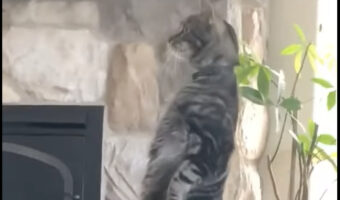 身を起こして立ち上がり外を見る猫。さらにつま先立ちをしてより遠くを見ようとしますが・・、背筋がまっすぐです!!