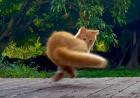 子猫がその場でグルグルグルグル・・。どうやら視界に入り自分の尻尾を捕まえたいみたいなのですが・・【アメリカ・動画】