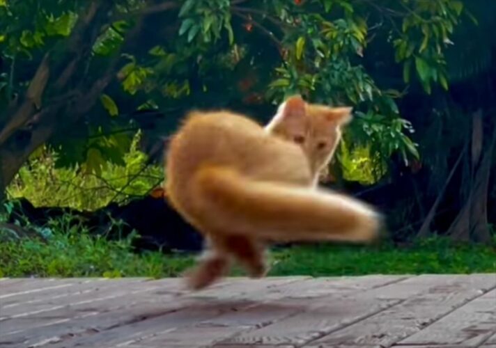 子猫がその場でグルグルグルグル・・。どうやら視界に入り自分の尻尾を捕まえたいみたいなのですが・・【アメリカ・動画】