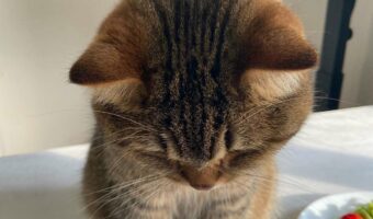 撫でてくれるまでうつむいたままの愛猫が可愛すぎると話題に!「どんな顔をして待っているんでしょうか?」