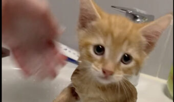 初めてのお風呂にビックリしている?お迎え初日の子猫をノミ取りのためにお風呂に入れてあげたら・・