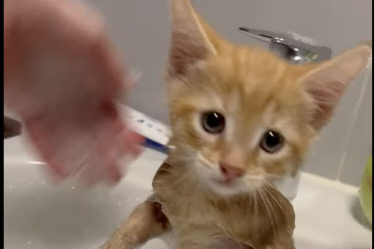 初めてのお風呂にビックリしている？お迎え初日の子猫をノミ取りのためにお風呂に入れてあげたら・・