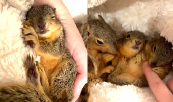 保護された3匹のリスの赤ちゃん。寝ている時も起きている間もみんなかわいい！！